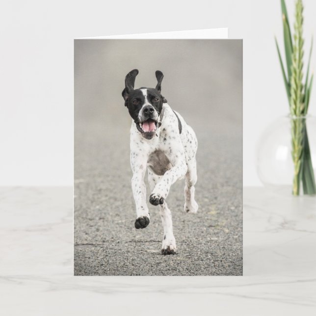 English Pointer Greeting Card (Front)
