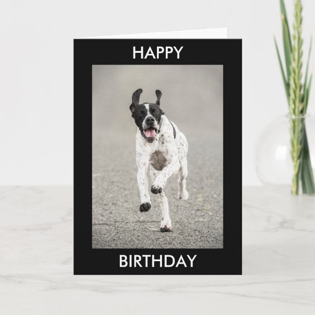 English Pointer Happy Birthday Card (Front)