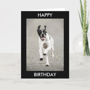 English Pointer Happy Birthday Card