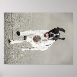 English Pointer Poster