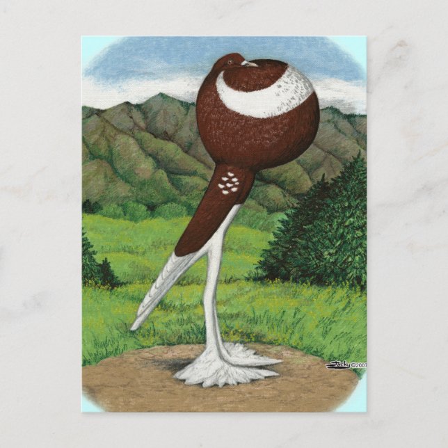 English Pouter Pigeon With Mountains Postcard (Front)
