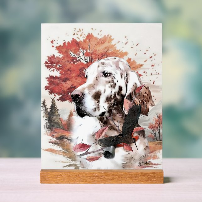 English Setter  (Neutre)