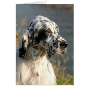 english setter 2.png