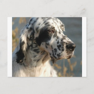 english setter 2.png postcard