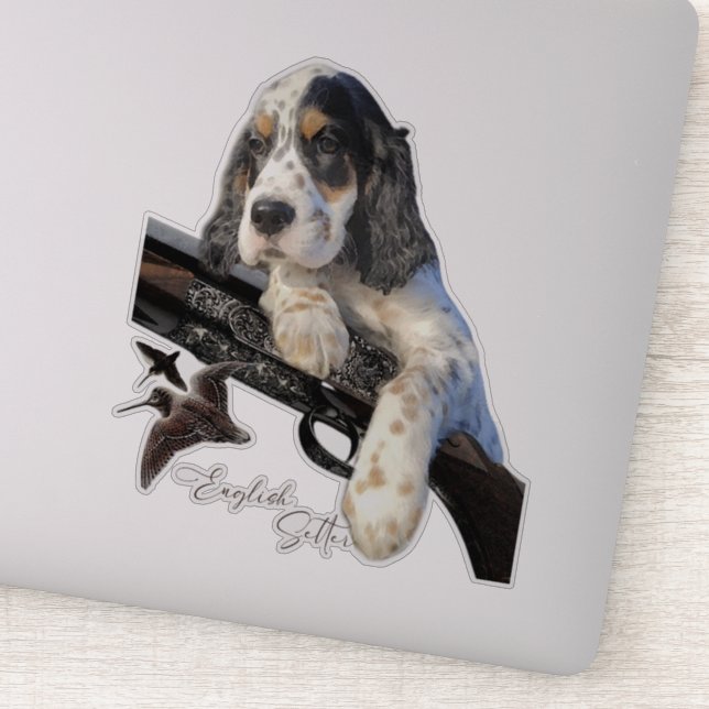 English Setter, cute puppy   (Detail)