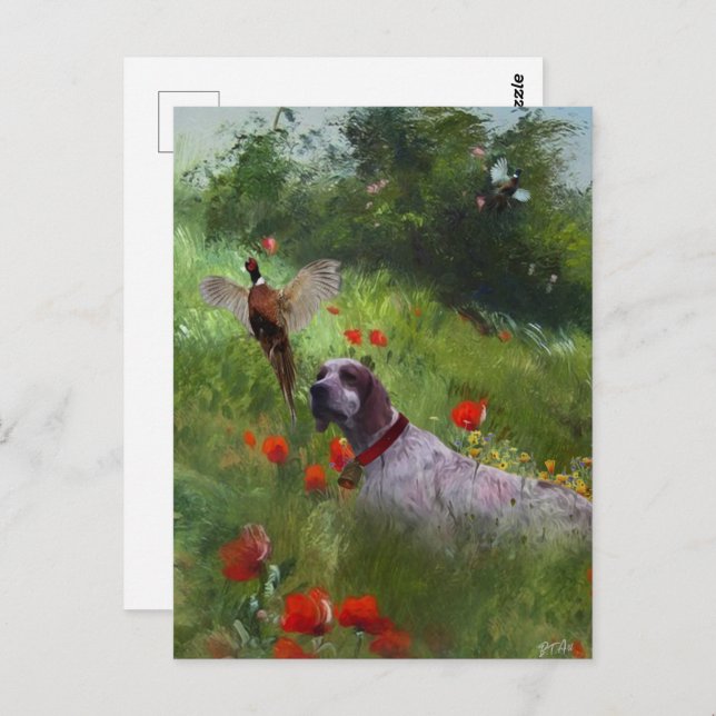 English Setter , Pheasant hunting  Postcard (Front/Back)