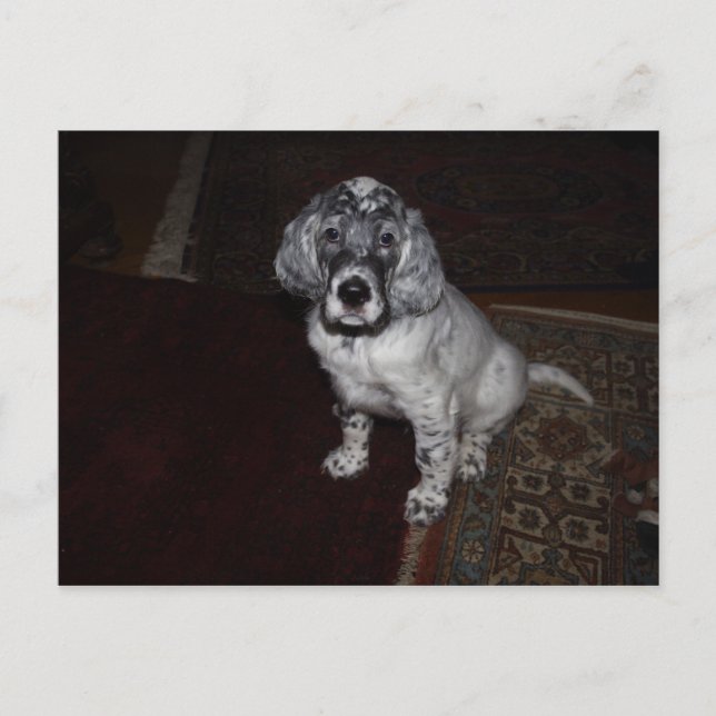 English Setter Postcard (Front)