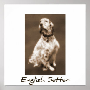 English Setter Poster