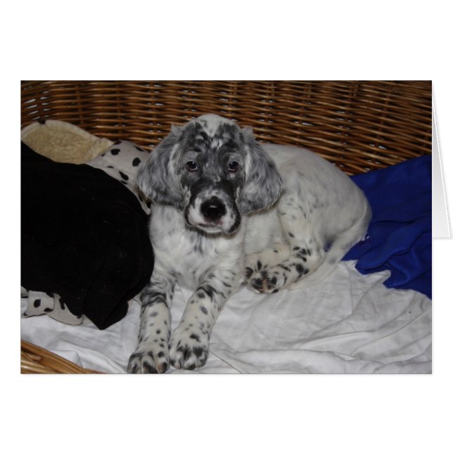 English Setter Puppy (Front Horizontal)