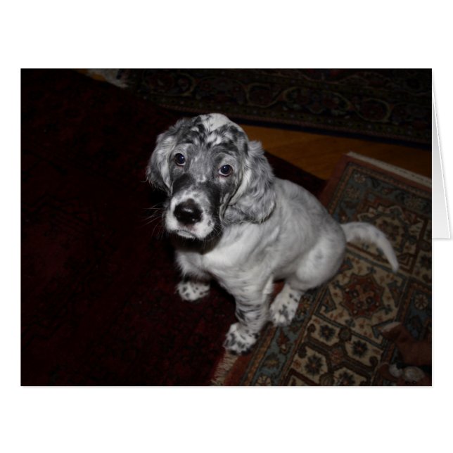 English Setter Puppy (Front Horizontal)
