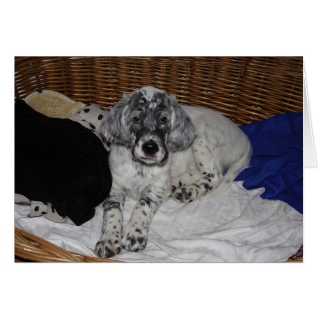 English Setter Puppy (Front Horizontal)