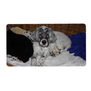 English Setter Puppy