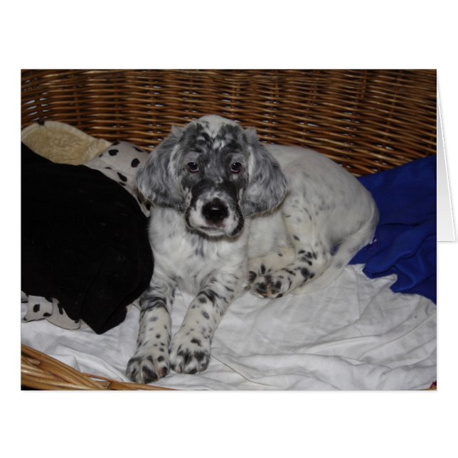 English Setter Puppy (Front Horizontal)