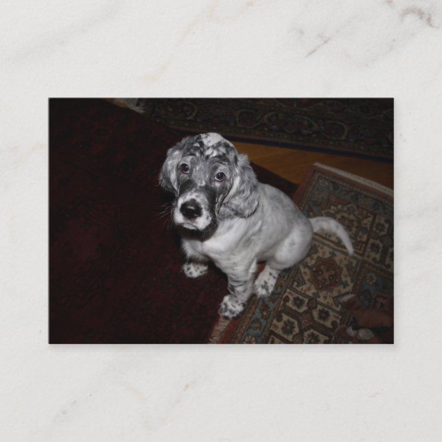 English Setter Puppy Business Card (Front)