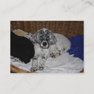 English Setter Puppy Business Card
