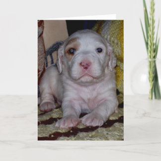 English Setter Puppy Card