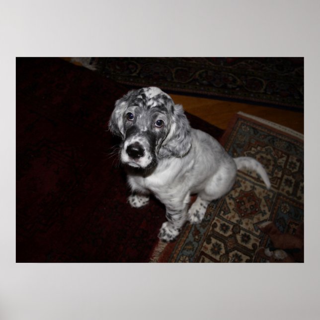 English Setter Puppy Poster (Front)