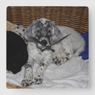 English Setter Puppy Square Wall Clock