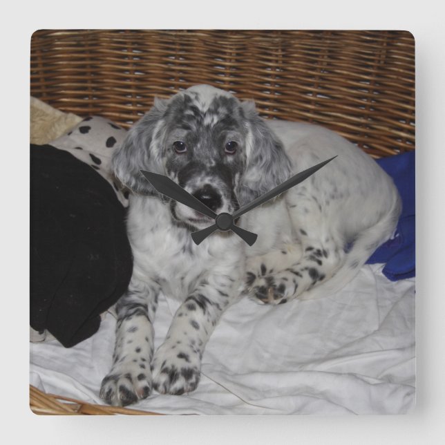 English Setter Puppy Square Wall Clock (Front)
