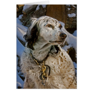 English Setter Snow #2