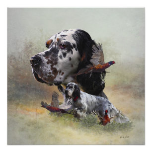 English setter with pheasants, art     poster