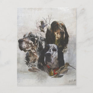 English Setter , woodcock hunting Postcard
