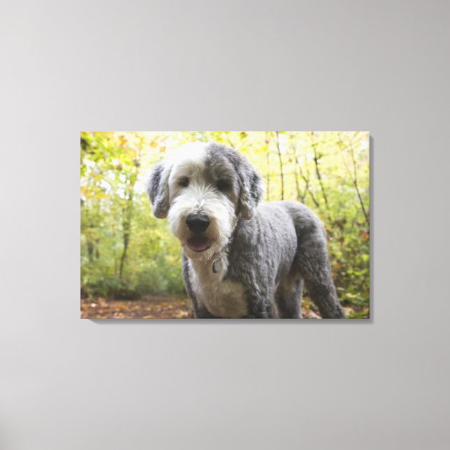 English Sheepdog puppy in forest Canvas Print (Front)