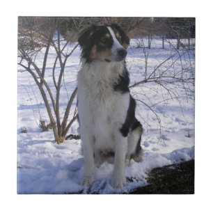 English Shepherd - Paige Tile