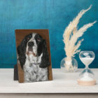 English Spring Spaniel Pet Photo