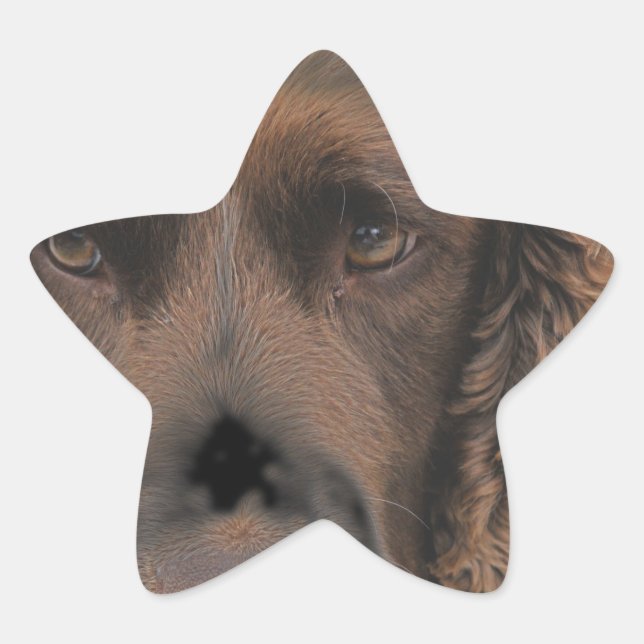 English Springer Dogs Star Sticker (Front)
