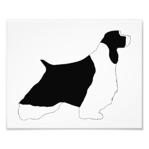 English Springer Spaniel black white silo Photo Print