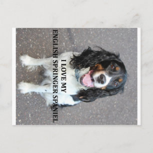 english springer spaniel black white tan love with postcard