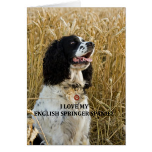 english springer spaniel bwlove w pic