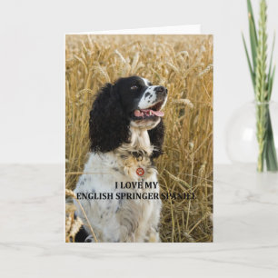 english springer spaniel bwlove w pic card