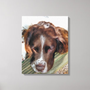 ENGLISH SPRINGER SPANIEL CANVAS PRINT