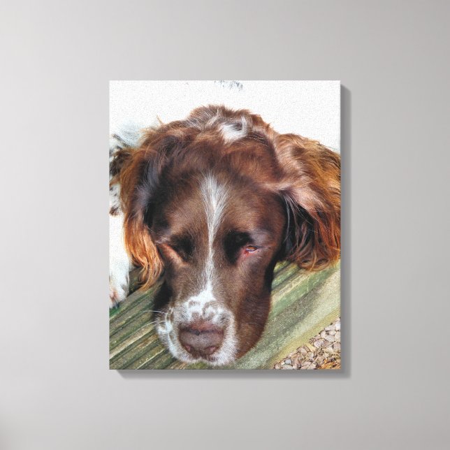 ENGLISH SPRINGER SPANIEL CANVAS PRINT (Front)