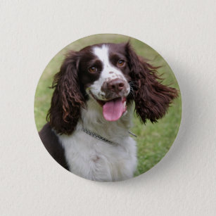 English Springer Spaniel dog beautiful photo, gift 2 Inch Round Button
