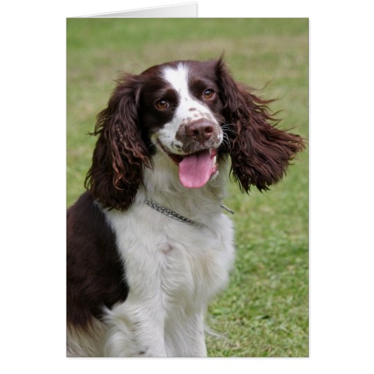 English Springer Spaniel dog blank note card