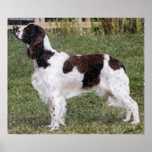 English Springer Spaniel Dog Portrait Poster Print