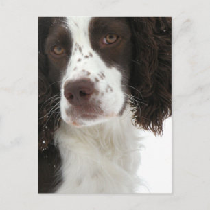 English Springer Spaniel - Field Bred Postcard