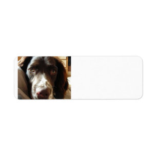 english springer spaniel foie.png