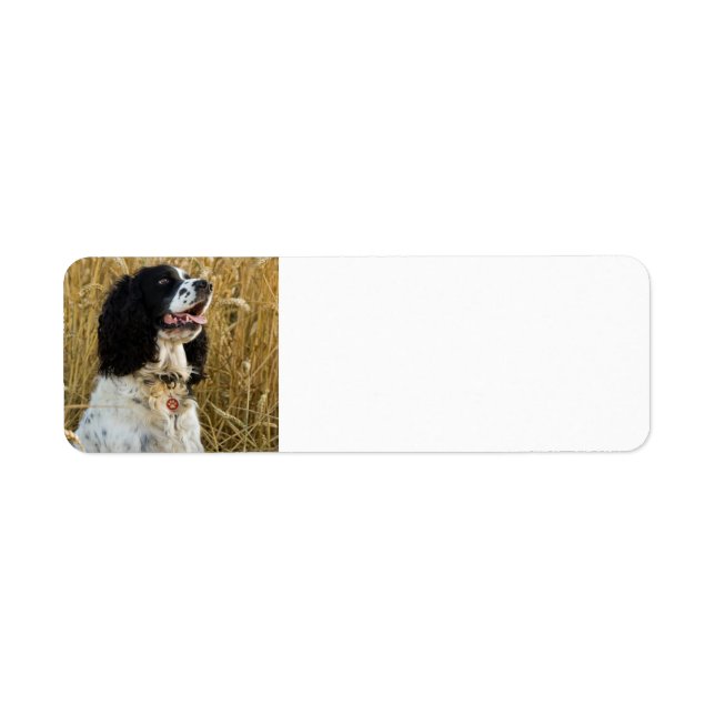 english springer spaniel in wheat.png (Front)