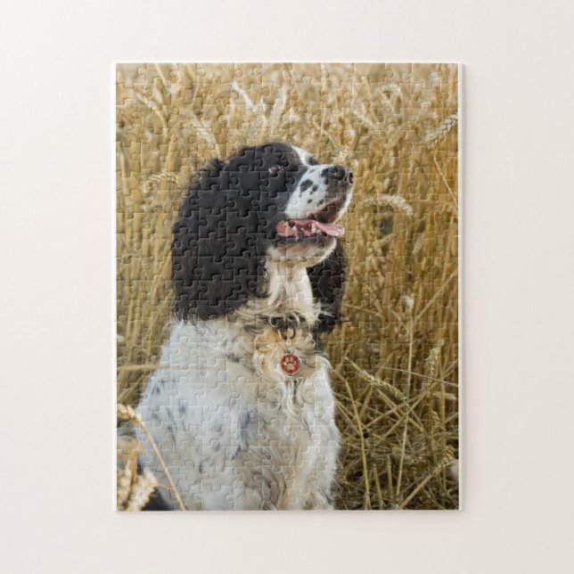 english springer spaniel in wheat.png jigsaw puzzle (Vertical)