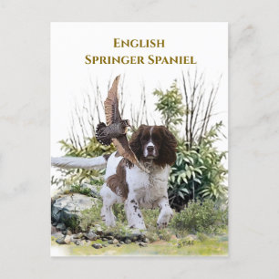  English Springer Spaniel  Invitation Postcard