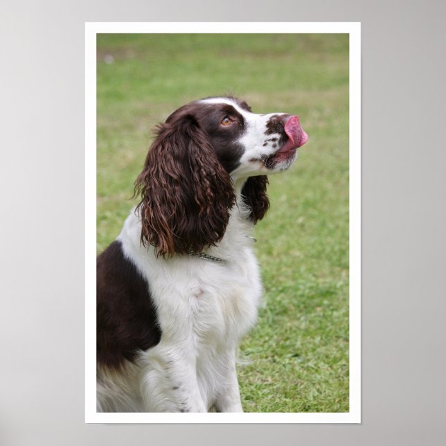 English Springer Spaniel Licking Lips Poster (Front)