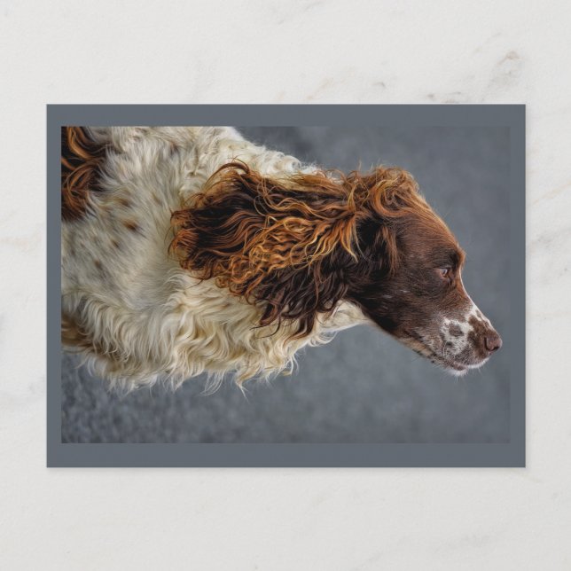 English Springer Spaniel Liver & White Looking Up Postcard (Front)