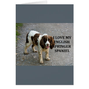 english springer spaniel lw love w picc