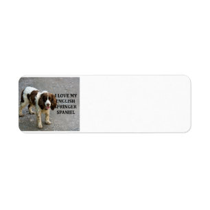 english springer spaniel lw love w picc