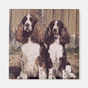 English Springer Spaniel Magnet