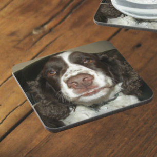 English Springer Spaniel Pet Photo Coaster